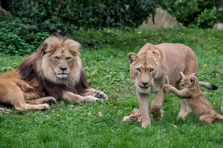 Die kleine Löwenfamilie im Heidelberger Zoo wächst zu einem Rudel zusammen.