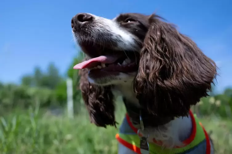 Das Halten von Hunden wird teurer.