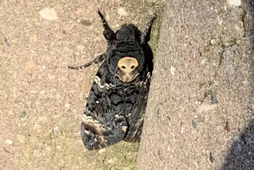 Man könnte meinen, auch die Natur ist in Halloween-Stimmung. Dieser Schnappschuss von einem Totenkopfschwärmer stammt von Monika