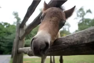 So gesund wie dieses Pony waren die beiden Tiere der Frau aus dem Leiningerland nicht. Deshalb griff die Kreisverwaltung ein. Ei