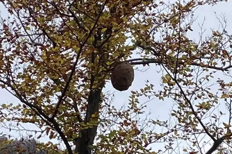 Das große Nest ist vom Weg am Waldrand im Neustadter Schöntal gut zu erkennen.