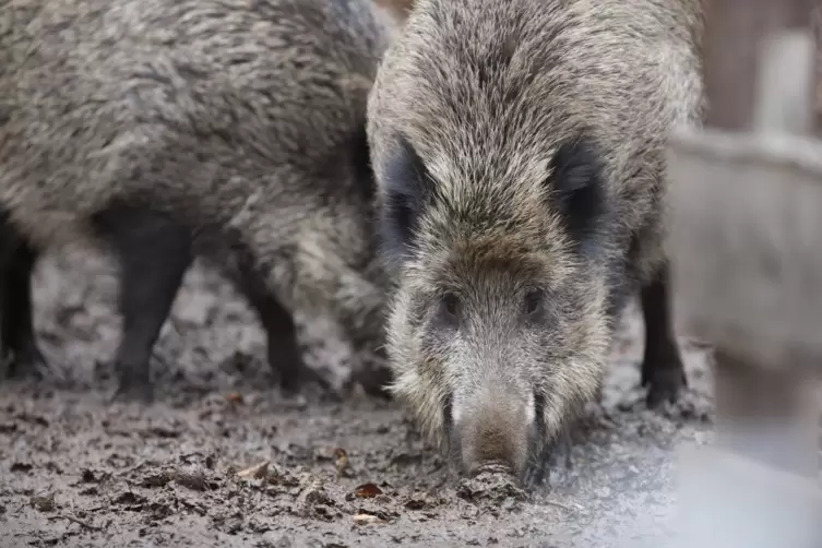 Sollte das Virus im Pfälzerwald nachgewiesen werden, wäre das das Aus für die Wildschweine im Wildpark in Kaiserslautern. 