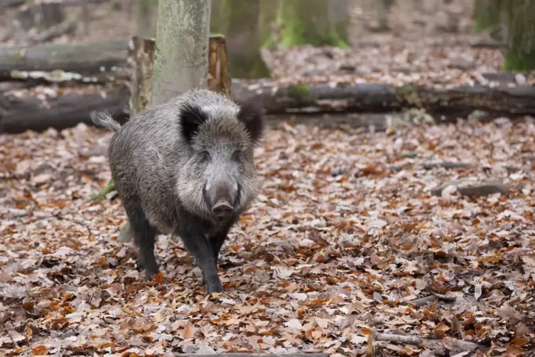 Die Tiere bei einem Ausbruch im Pfälzerwald in Ställen zu halten, ist im Wildpark Kaiserslautern nicht möglich. 