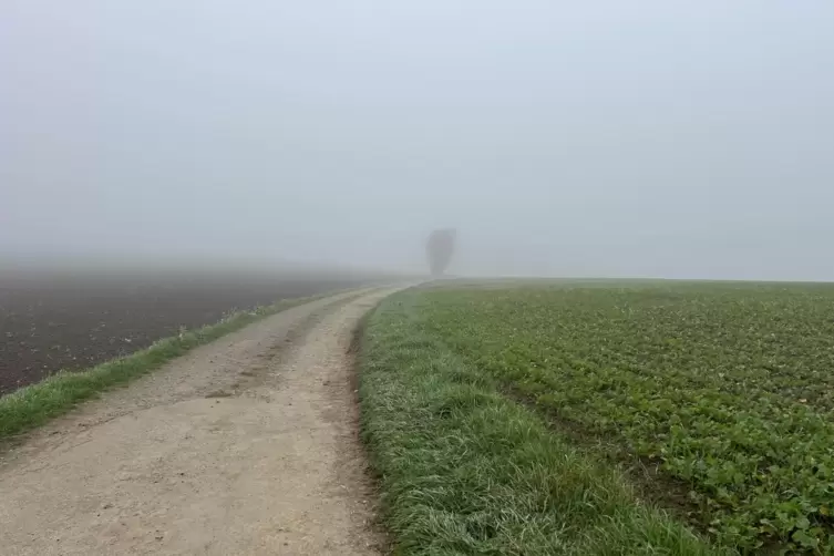 Dichter Nebel versperrt die Sicht: Auch in den kommenden Tagen ist mit Nebel zu rechnen. 