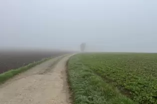 Dichter Nebel versperrt die Sicht: Auch in den kommenden Tagen ist mit Nebel zu rechnen.