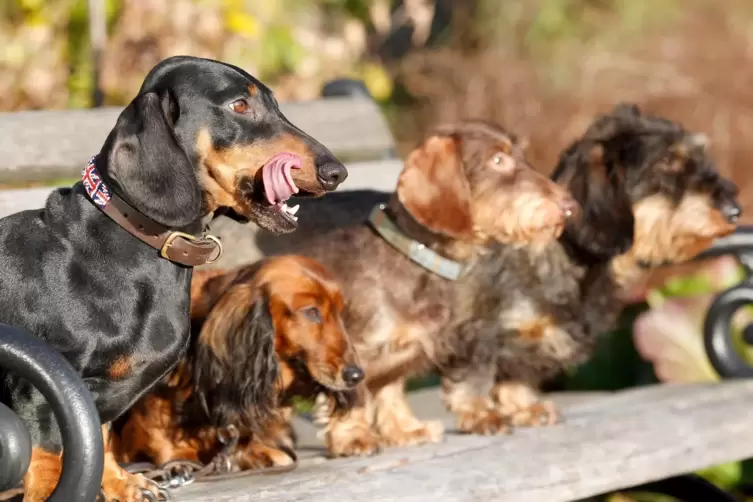 Auch Ebertsheim erhöht die Hundesteuer. 