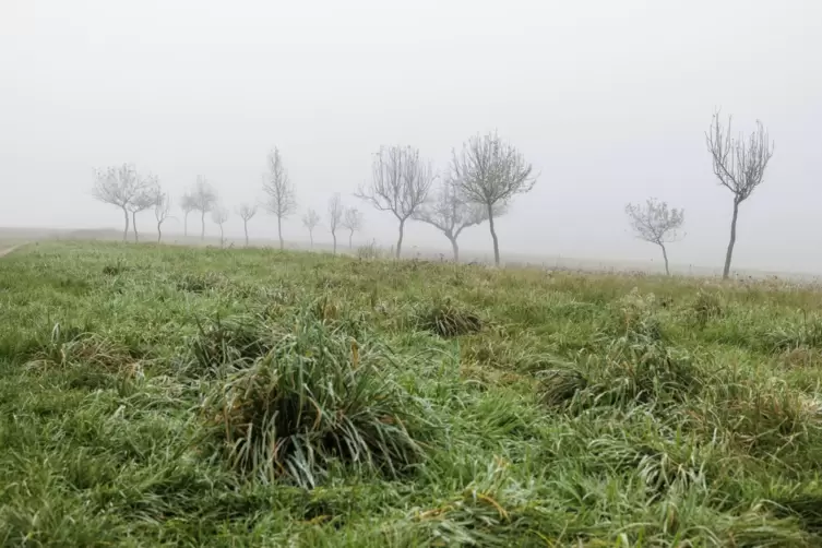 Bereits im Oktober war es häufig neblig. Das Einheitsgrau – wie hier in der Nähe von Krickenbach – wird sich im November fortset