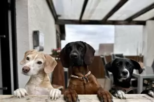 Auslauf gesucht: Möglichkeiten einer Hundewiese in Zweibrücken werden am Dienstag im Bauausschuss beraten.