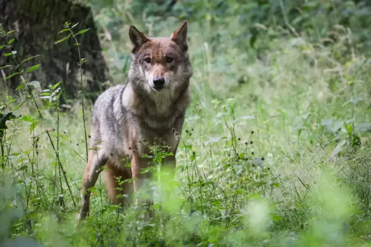 Ein Wolf in freier Wildbahn.