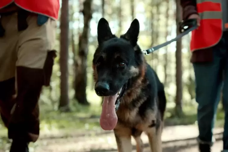 Bei der Suche nach René helfen seit mehreren Tagen Spürhunde. 