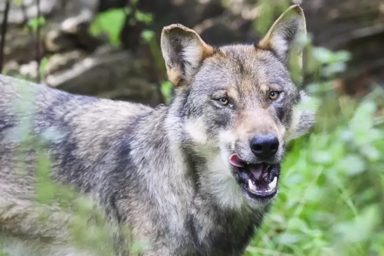 Auch in unserer Region lassen sich Wölfe (hier ein Exemplar in Niedersachsen) immer mal wieder blicken. Landrat Rainer Guth sowi