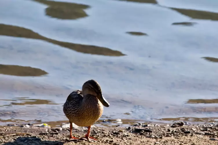 Mit einem Schrecken ist eine Ente im Straßenverkehr in Haßloch davon gekommen. 