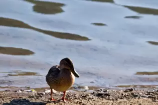 Mit einem Schrecken ist eine Ente im Straßenverkehr in Haßloch davon gekommen.