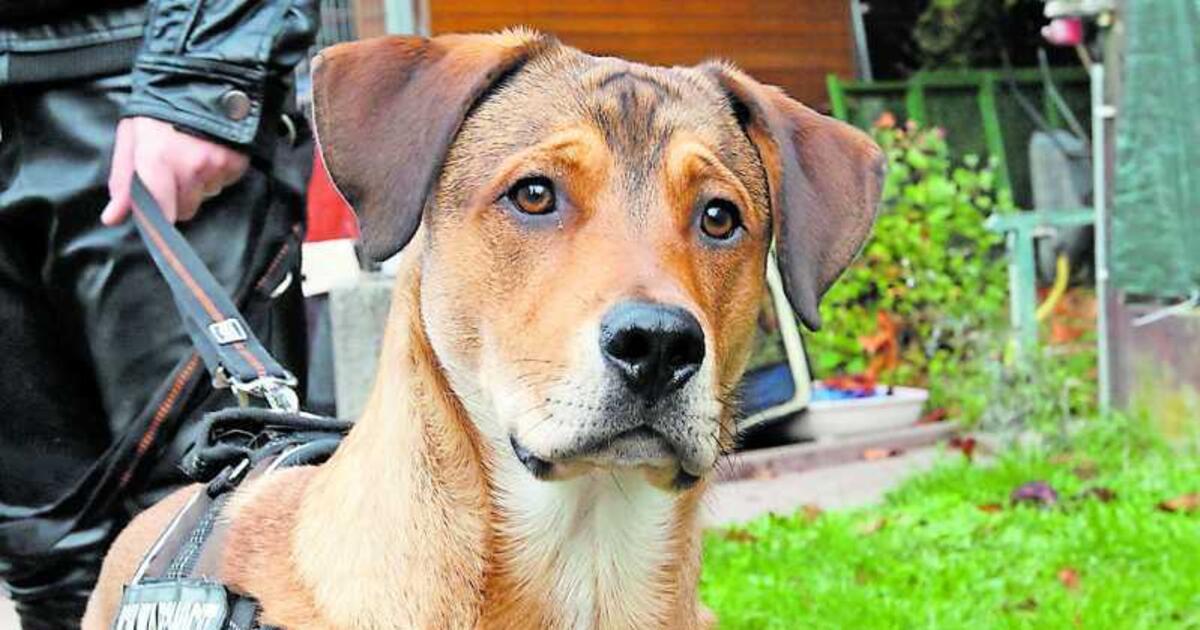 Junger Hund in der Stadt ausgesetzt Speyer DIE RHEINPFALZ