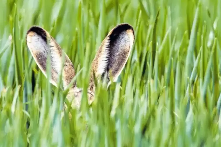 Früher war der Feldhase allgegenwärtig, heute sieht man ihn auch im Donnersbergkreis nur noch selten. Nun gibt es Überlegungen, 