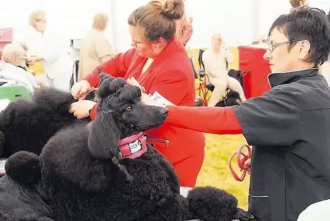 Rassehundeausstellung in Neunkirchen.