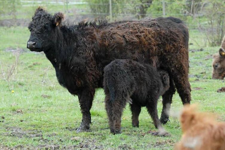 Galloway-Kalb von Maxdorfer Weide verschwunden ...