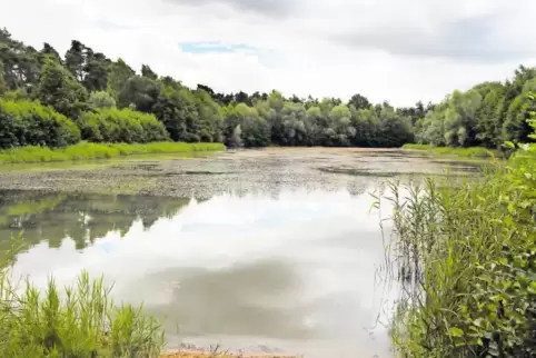 Für den Mittellacheweiher muss eine Lösung gefunden werden: Er verschlammt und am Ufer herrscht Wildwuchs. Die Angler müssen den