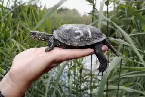 Dass die Sumpfschildkröte wieder am Rhein angesiedelt werden kann, ist auch ein Verdienst einer Reihe von Maßnahmen zur Steigeru