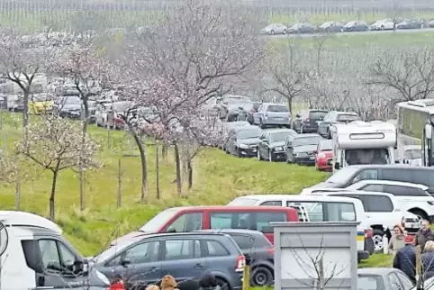 Blechlawine im Wingert: Für das Mandelblütenfest ist ein neues Verkehrskonzept nötig.