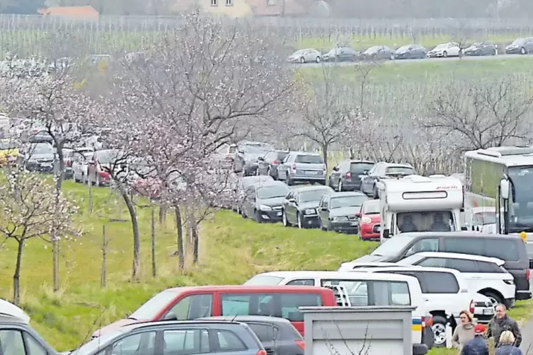 Blechlawine im Wingert: Für das Mandelblütenfest ist ein neues Verkehrskonzept nötig.