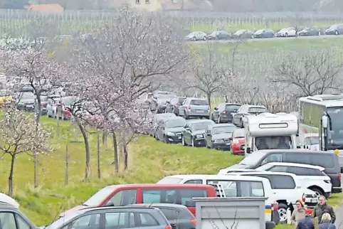 Blechlawine im Wingert: Für das Mandelblütenfest ist ein neues Verkehrskonzept nötig.