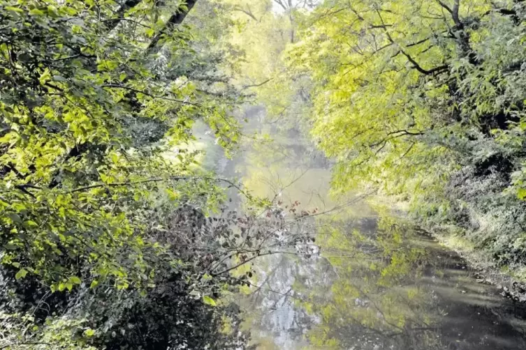 In der Isenach fühlt sich der Döbel wohl. Vor allem im Sommer, wenn die Strömung Kirschen aus der Weißenheimer Gegend mit sich t