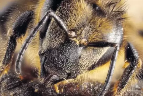 Die Honigbiene ist eines der wichtigsten Nutztiere.