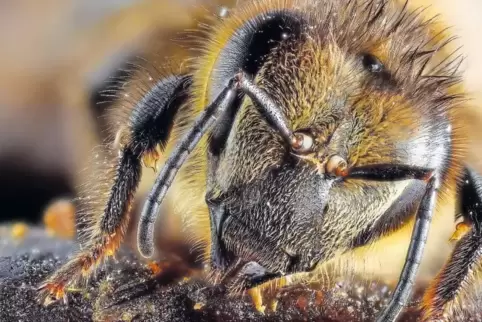 Eine Honigbiene bei ihrer Arbeit.