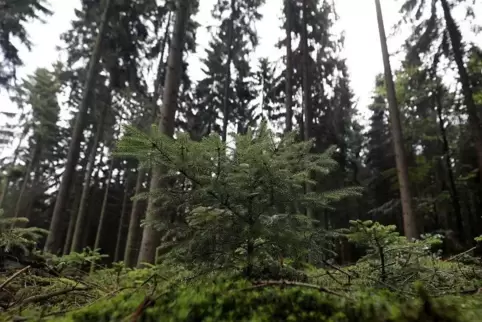 Die Förderung von Naturschutzmaßnahmen im Wald ist Teil des Landesprogramms „Aktion Grün“. Foto: dpa 