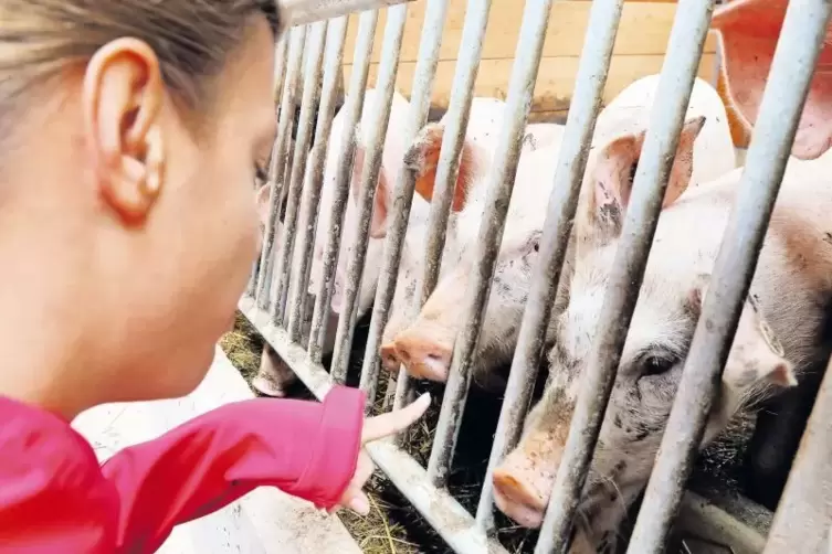 Hallo Schweinchen: Mira geht im neuen Schweinestall des Kleinsägmühlerhofs in Altleiningen auf Tuchfühlung mit den Tieren. Auf d