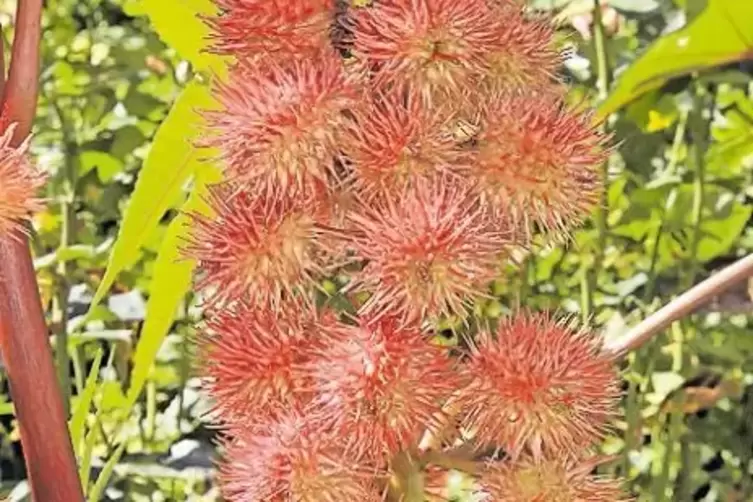 Enorm: Blüten eines Rizinus-Baums, der schnell gewachsen ist.