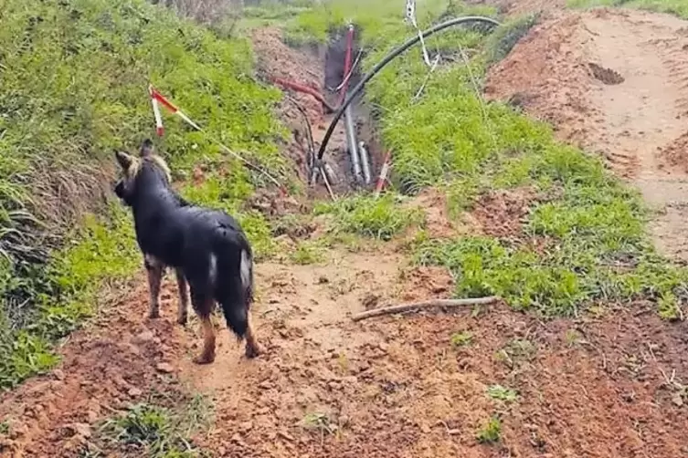 Für Hunde war das Durchgehen kein Problem, für zweibeinige Fußgänger schon.