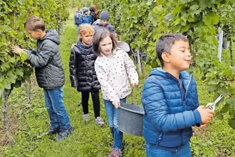 Auch Schüler der Meckenheimer Grundschule machten bei der Lese des Jubiläumsweins mit.