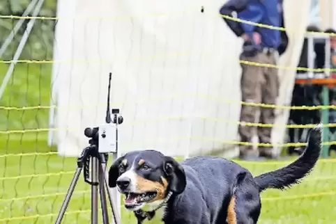 Der Entlebucher-Sennenhund-Rüde Benny von Yvonne Degen passiert die Ziellinie.