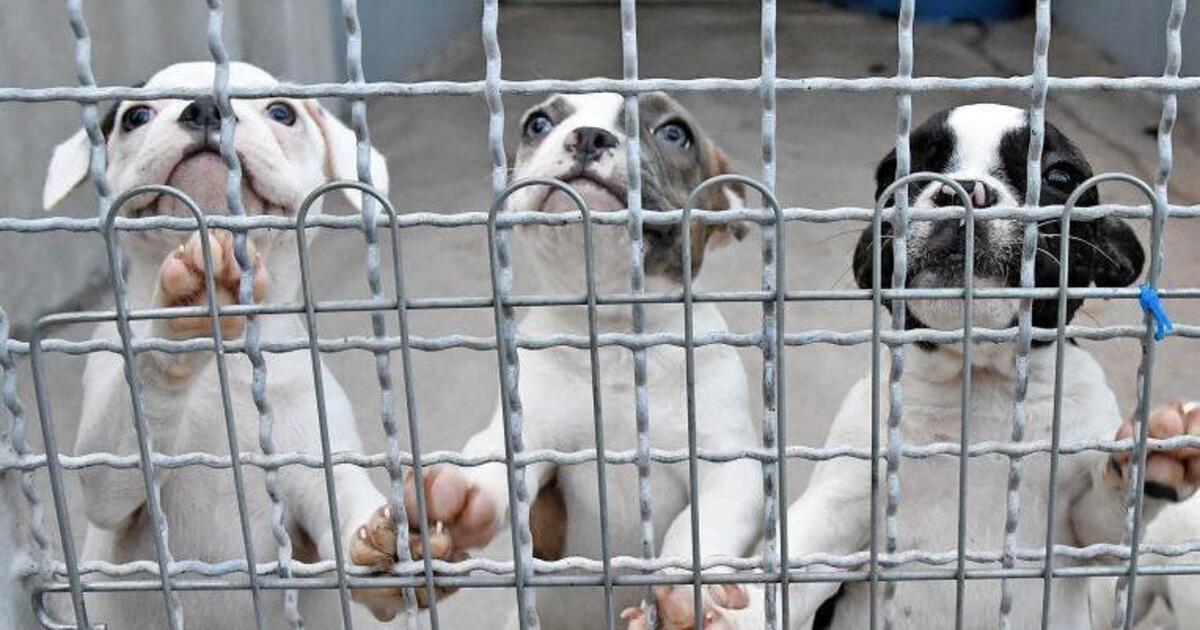 Pirmasens Tierheim hat 42 Hundewelpen an neue Besitzer vermittelt