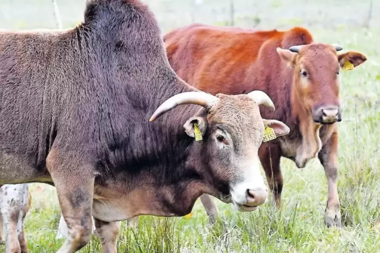 Charakteristisch für die Zebus ist der ausgeprägte Buckel.