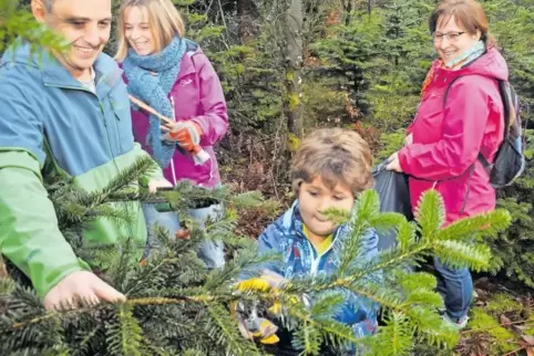 Joel Vogt hat den Bogen raus und knipst beim Tannenzweigemarkt im Wald bei Erzhütten einen Zweig ab.