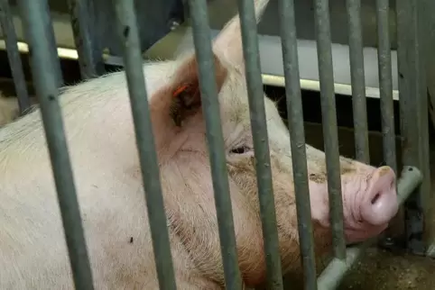  In der Neumühle bei Münchweiler findet bislang die überbetriebliche Ausbildung der landwirtschaftlichen Tierhaltung statt.  Fot