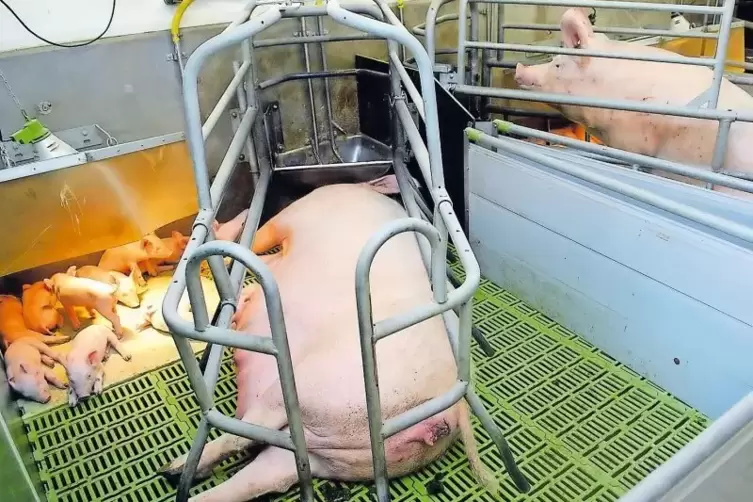 Solche Metallkörbe bewahren in der Neumühle die Mutterschweine davor, ihre erst vor kurzem geborenen Ferkel zu erdrücken. Das kö