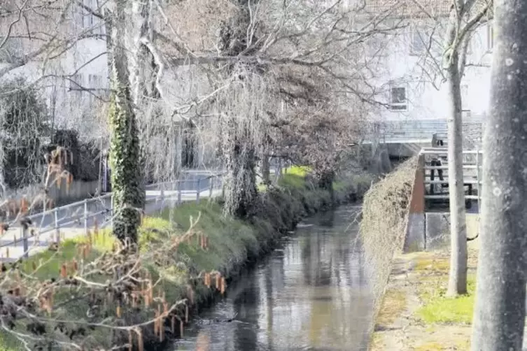 Wurden vom Zweckverband repariert: Ufer und Dämme am Rehbach bei Schifferstadt.