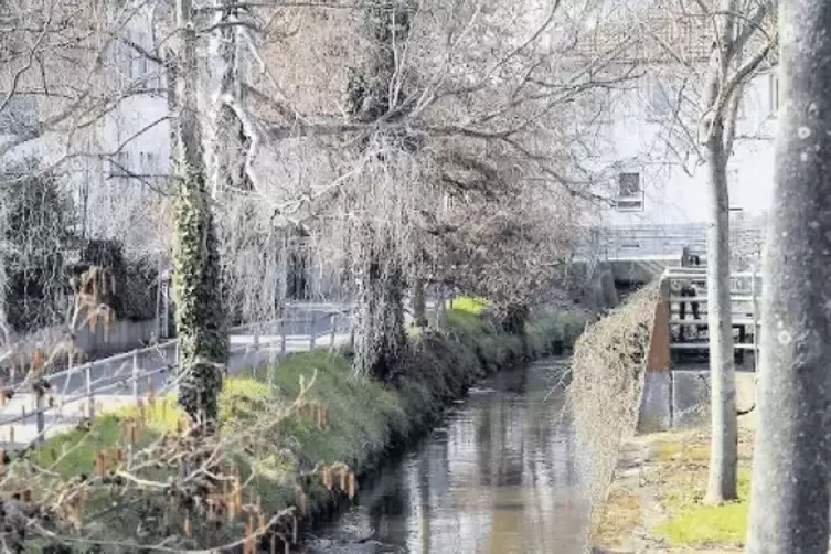 Ufer und Dämme hat der Zweckverband am Rehbach bei Schifferstadt repariert.