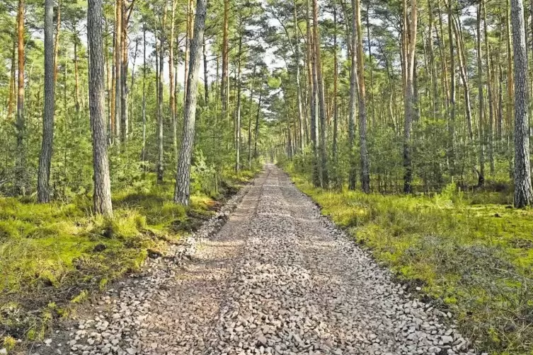 Geschottert: Waldweg in der Nähe der Landesstraße 530.