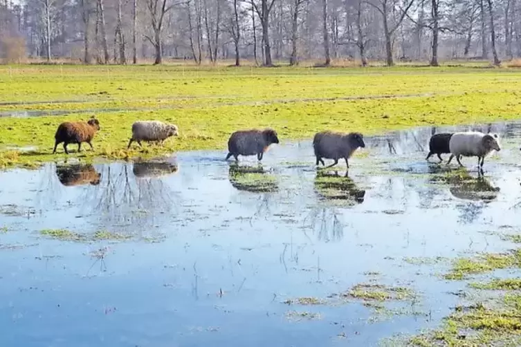 Zwei große Projekte zum Hochwasserschutz stehen im Rhein-Pfalz-Kreis an – die Südspange sowie der Gewässerausbau auf der Franken