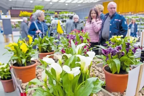 Erst gucken, dann kaufen – darauf hofften die rund 60 Aussteller bei den „Gartenfreuden“ in der Eberthalle.