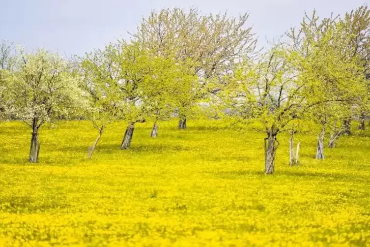 Ein Bauer, der seine Streuobstwiese in Ackerland oder einen Wingert umwandeln will, braucht die Erlaubnis der Naturschutzbehörde