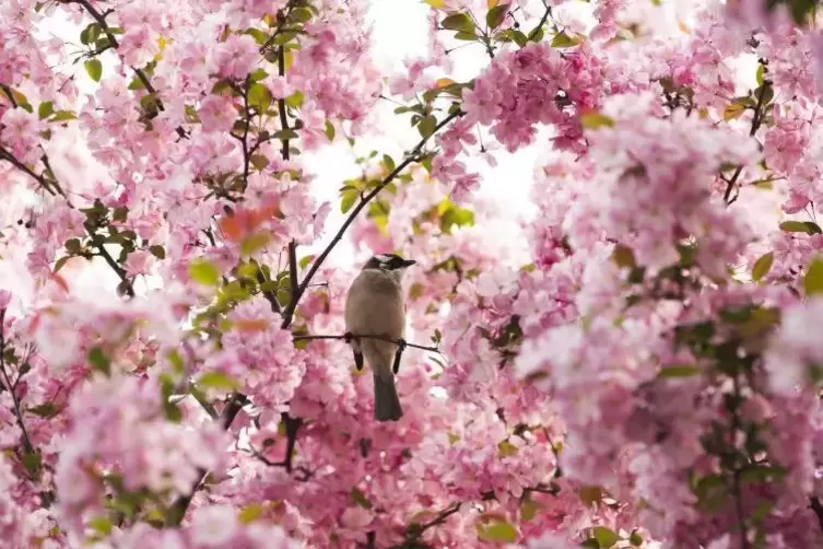 Wird in Hanhofen Mitte April ein eigenes Fest gewidmet: den Kirschblüten.  Foto: dpa 