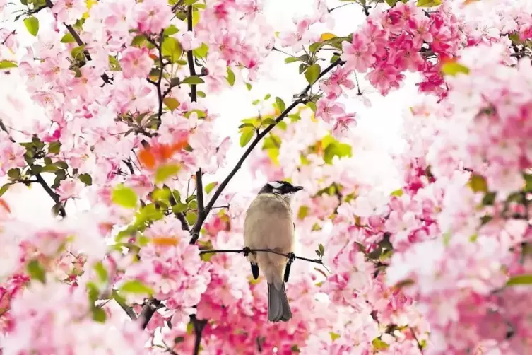 In voller Blütenpracht: Die Kirschblüte schmückt im Frühjahr die Landschaft. In Hanhofen wird ihr erstmals am 15. April ein Fest