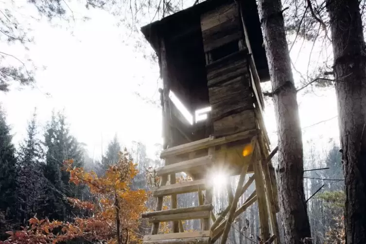 Heute Abend tagt der Weidenthaler Gemeinderat in einer Sondersitzung. Einziger Tagesordnungspunkt: die Vergabe der Jagdpacht.