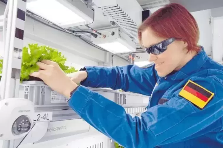 Endlich mal was Grünes in all dem vielen Weiß: Helene Hoffmann bei der Salaternte im antarktischen Gewächshaus Eden ISS, einem P